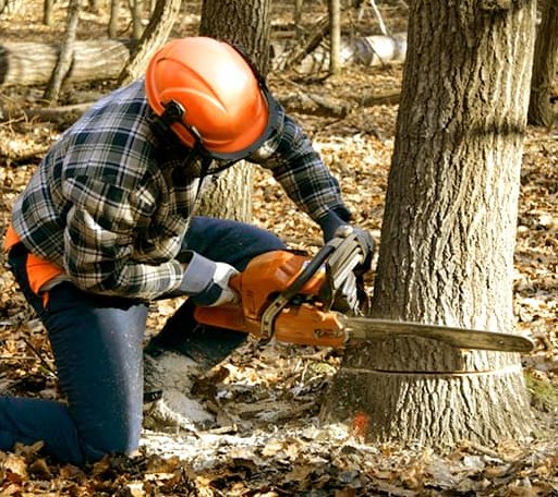 Tree Removal in Bacliff, TX